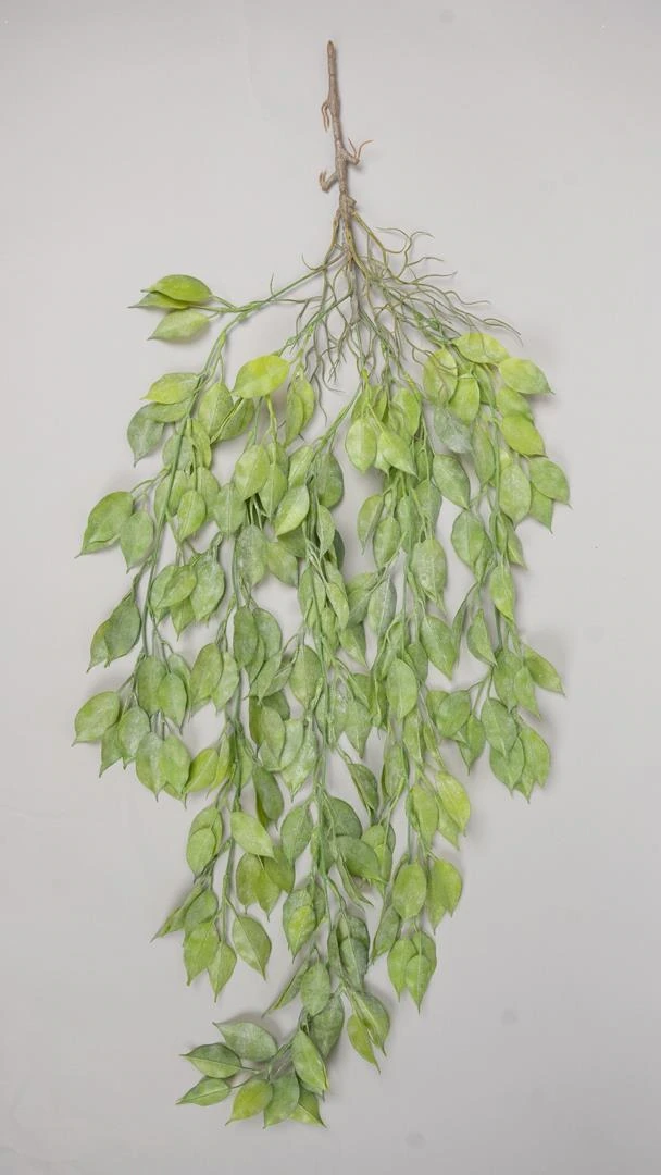 Magnolia Leaves Hanging